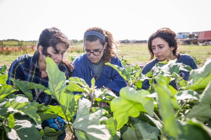 Students and their instructor harvest greens and vegetables at the farm on the Elgin campus.